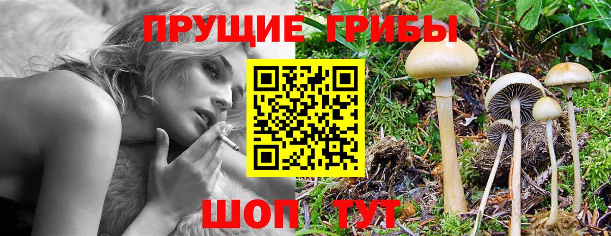 Галлюциногенные грибы Psilocybe Еманжелинск